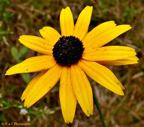 {Rudbeckia fulgida}